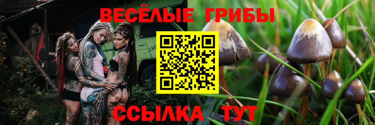 Псилоцибиновые грибы Cubensis Альметьевск